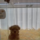 펫퍼스트24시 서울송파점 강아지고양이분양말티푸말티즈푸들 이미지