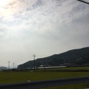 둔덕왕새우