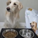 케어올 | 오가앤리프 /골든리트리버 올라이프 케어 &amp; 황태채 슬라이스 후기