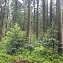 기후위기, '검은숲의 나라' 독일의 나무 사용법에 해법 있다 이미지