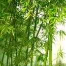 대나무 이미지