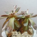 라벤더힐 이미지