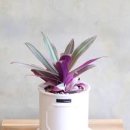 로또 보다 행운을 더 가져온다는 자주 만년초( 부자란) 원산지 키우기 이미지