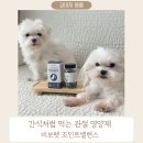 강아지 관절 영양제 추천, 노령견 관절 영양제 비보펫 조인트밸런스 후기