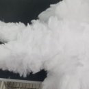 화이트애견