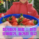강원조류꽃농장 | 딸기따기 체험 원주오빠딸기 농장, 딸기 + 놀거리 최고!!!