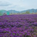 GS25 고령다산점 | 고령어북실 아스타국화 현재 상황은?