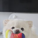 비온당 이미지