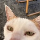 호야 달수 이미지