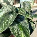 엔젤마켓 | 🌿 엔젤 스킨답서스 당근마켓 판매 후기 (목포 식물 거래)