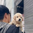 도그메리트강아지