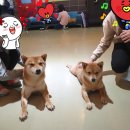 키워주시개 네이버블로그