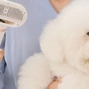 댕댕살롱 이미지