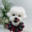단비네 애견미용 이미지