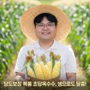 이삭농수산 | 당도보장 초당옥수수 특품 옥수수, 생으로 먹어도 달콤한 이유
