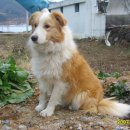 순천한우 농장 이미지