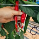 전북특별자치도 정읍시농업기술센터 이미지