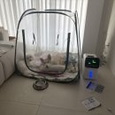 김동물병원 인공수정소 | 서울대학교동물병원]응급실 입원, 강아지 폐수종, 강아지 폐렴 치료, 산소발생기, 산소방, 네블라이저...