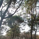 늘푸른아파트 정문입구 옆 이미지