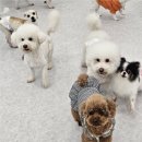 부산애견호텔 댕스스쿨 이미지