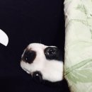 강아지영토 이미지