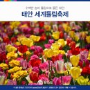 충남여행추천 태안 튤립축제 이미지