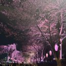 (주)서래푸드 | 🌸잠실 석촌호수 벚꽃축제🌸 낮부터 야경까지 완벽 코스 (+석촌호수 벚꽃축제 정보 및 맛집 서래냉면 후기)