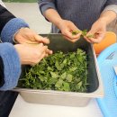 냉이와깻잎 이미지