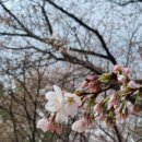 신트리공원(테니스장) 네이버블로그