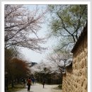 2012년 4월22일(일)요일 전라북도 김제군 모악산 벚꽃축제 이미지