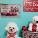 우다다 펫택시 | 강아지 픽드랍 전문 업체, 목포남악 펫택시 우다다펫택시로 미용실 남악부터 하당까지 이용후기 및 가격