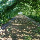 열매농장 이미지