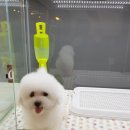바빗
