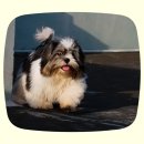 컴투펫 위탁보호센터 서울점 이미지