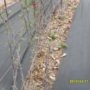 막둥이네 이미지