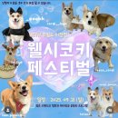 휴일 | 이천 애견카페 강아지 찜질방 웰시코기 페스티벌 참여 후기 [휴일도 이천점]