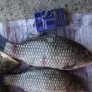 차평낚시터 이미지