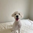 도그 스포지움 이미지