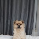 반려동물의료센터다울 네이버블로그