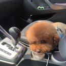 다사랑 애견 이미지