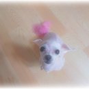 개님은 털빨 Daum카페