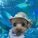 황언니 펫살롱 이미지