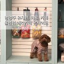 쉐이크테일 강아지 애견 유치원 호텔 미용 | 남양주 유치원, 애견카페 온사이드 솔직후기 내돈내산