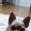 현대종합펫(현대동물병원) 이미지