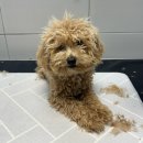 드림펫 동물병원 이미지