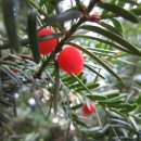 주목나무집 이미지