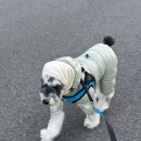 슬로우레시피 | 강아지 항산화 영양제 리프릿 세놀레스 슬로우에이징 포뮬러 6주 급여 후기