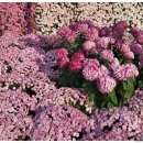 김성주행정사사무소 이미지