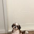 동물보육원 안산지부 이미지