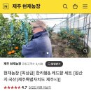 종택농장 | 제주 서귀포 현재농장 한라봉과 천혜향 택배 후기 (제주도 귤 택배, 제주도 귤 농장 / 내돈내산)